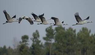 Common Crane