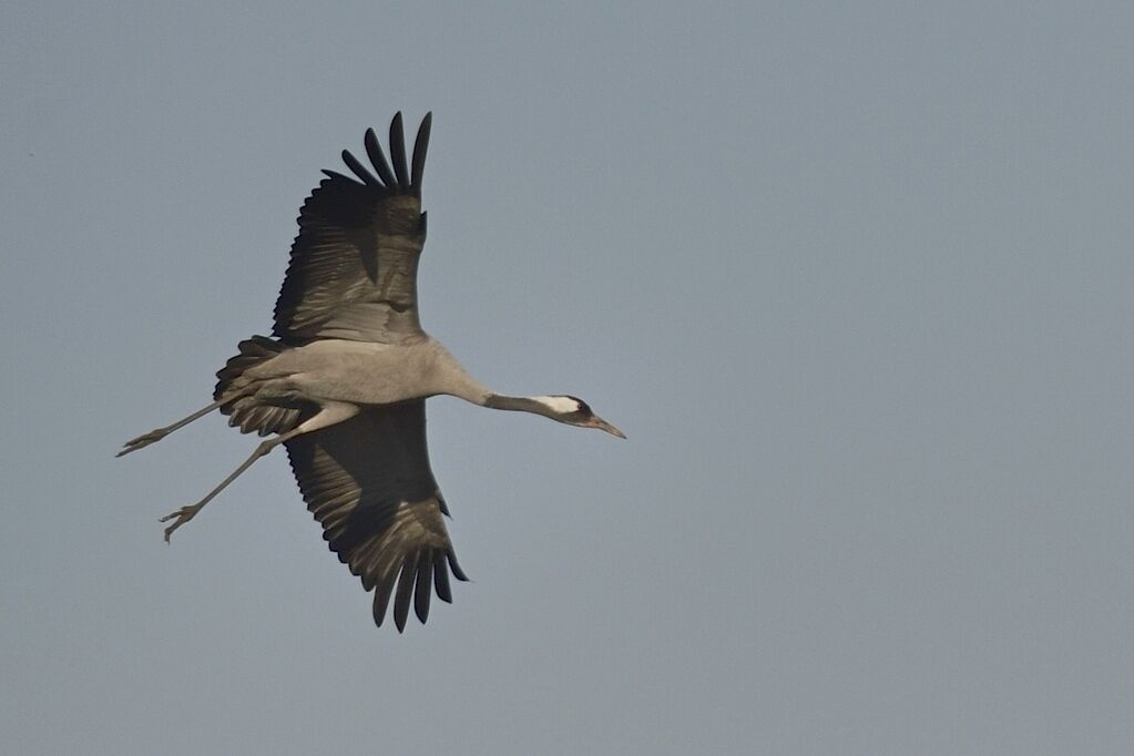 Common Craneadult, Flight