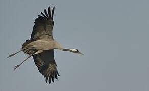 Common Crane