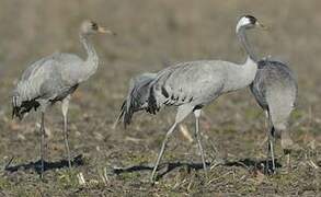 Common Crane