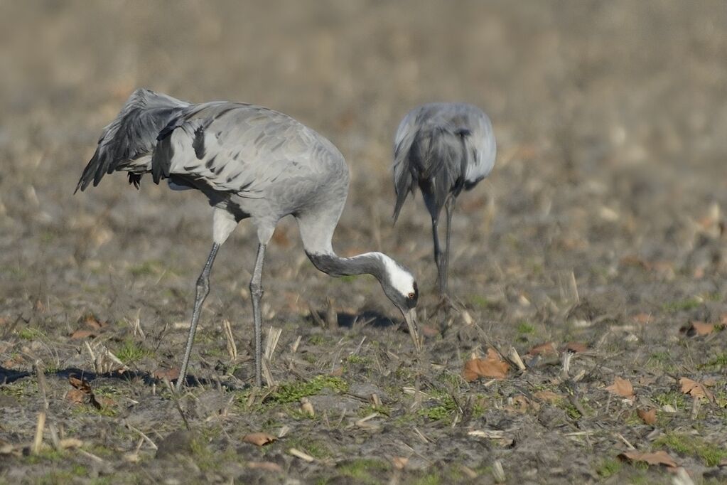 Grue cendréeadulte, mange