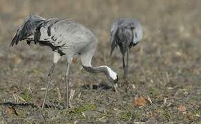 Common Crane