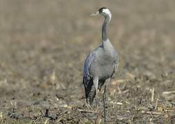 Common Crane