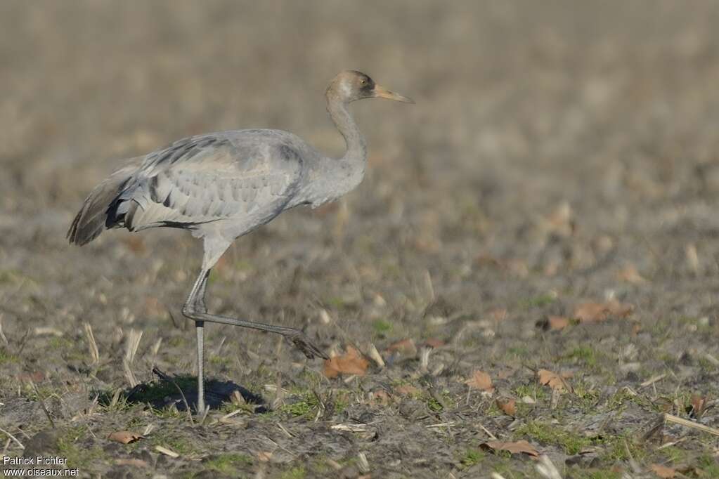 Common CraneFirst year, identification