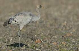 Common Crane