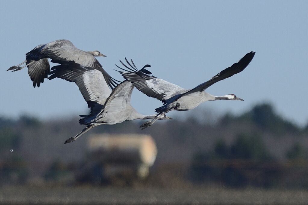 Common Crane, Flight