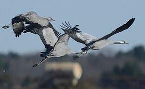 Common Crane