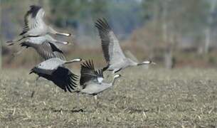 Common Crane