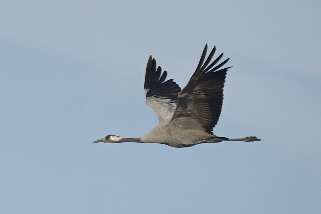 Common Craneadult post breeding, Flight