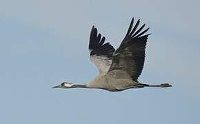 Common Crane