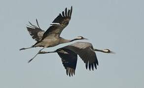 Common Crane