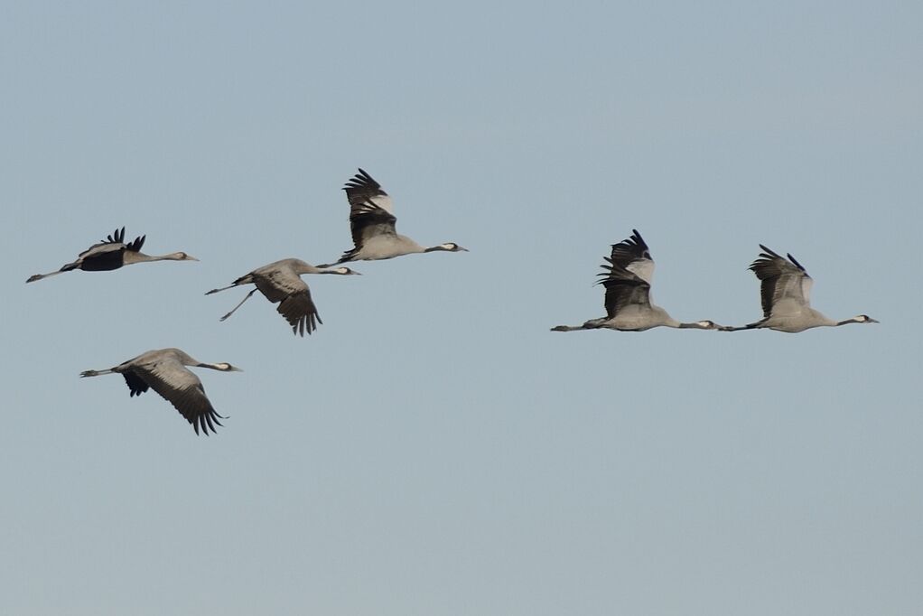 Common Craneadult post breeding, Flight