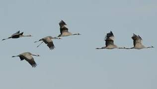 Common Crane