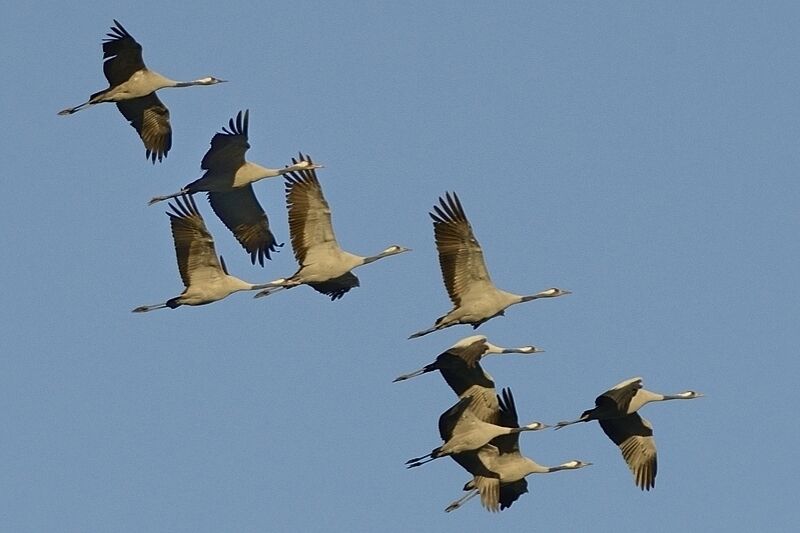 Common Craneadult