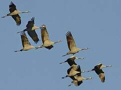 Common Crane