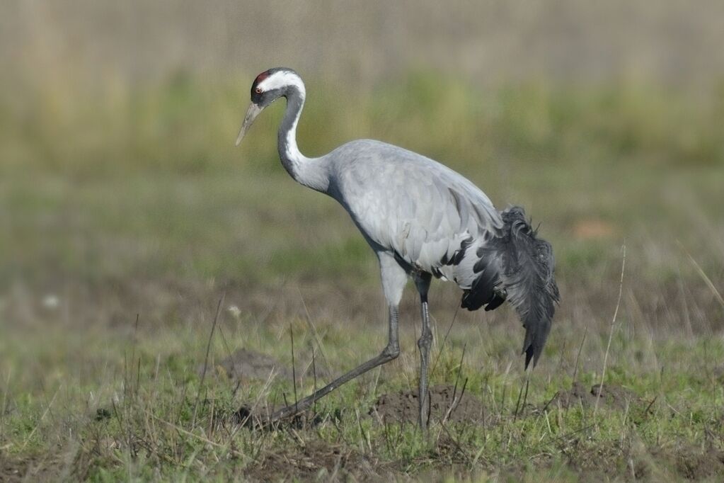 Common Craneadult, walking