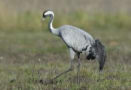 Common Crane