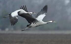 Common Crane