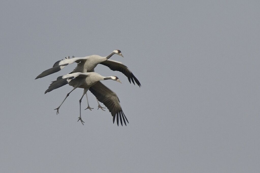 Common Craneadult, Flight