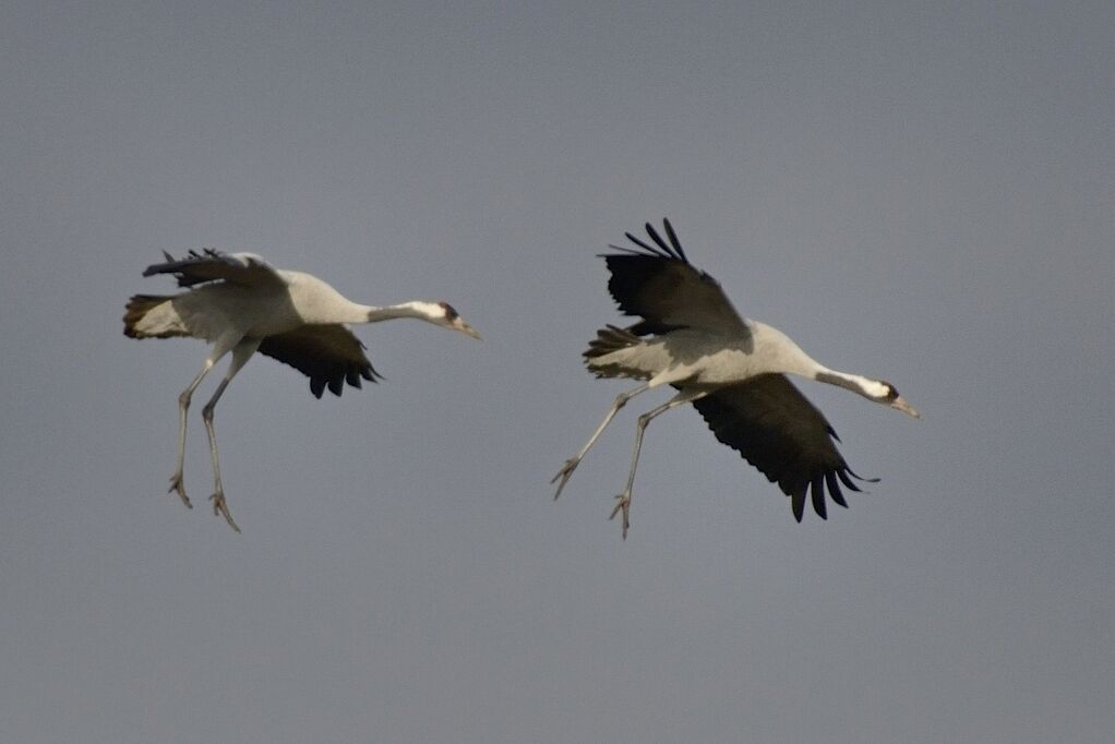 Common Craneadult, Flight