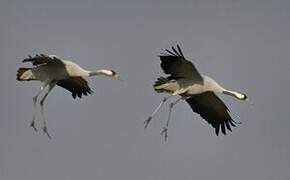 Common Crane