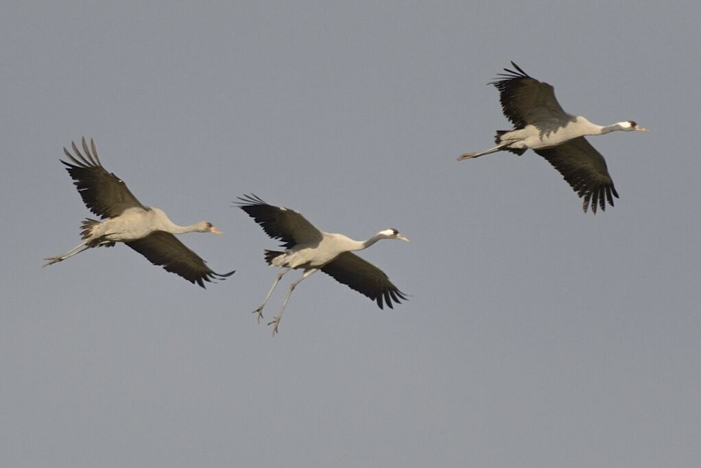 Common Crane, Flight