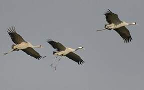 Common Crane