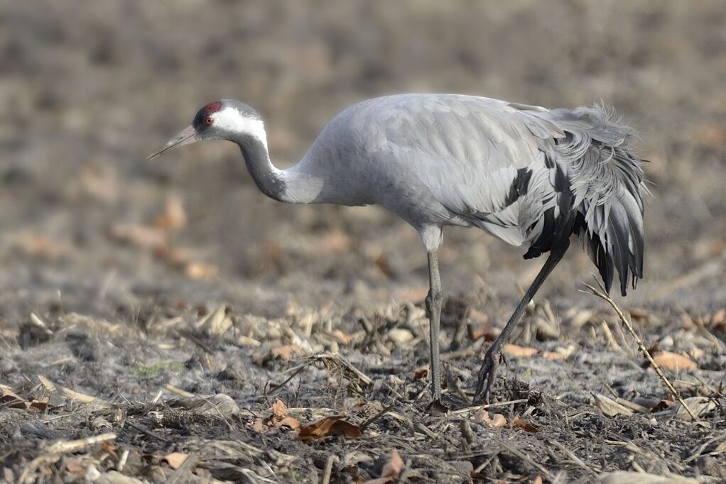 Common Craneadult, walking