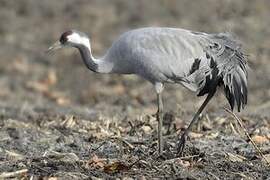 Common Crane