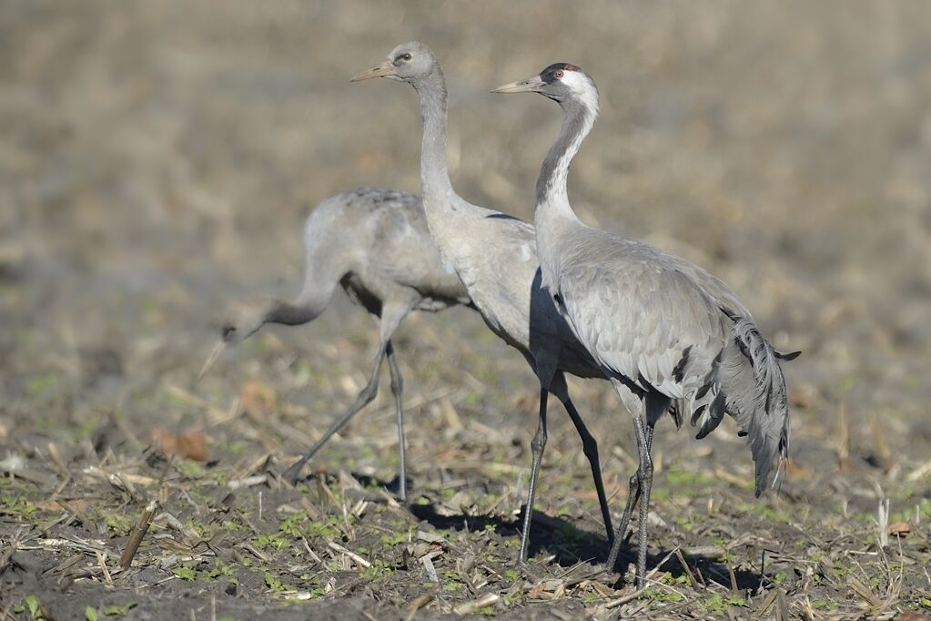 Common Crane, close-up portrait