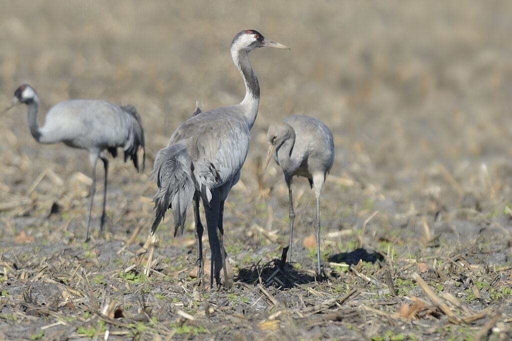 Common Craneadult post breeding, habitat