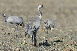 Common Crane