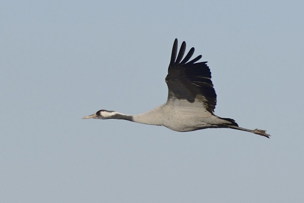 Common Craneadult, Flight