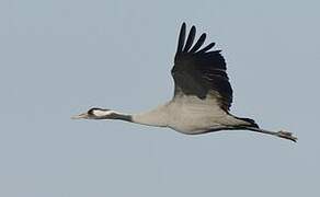 Common Crane