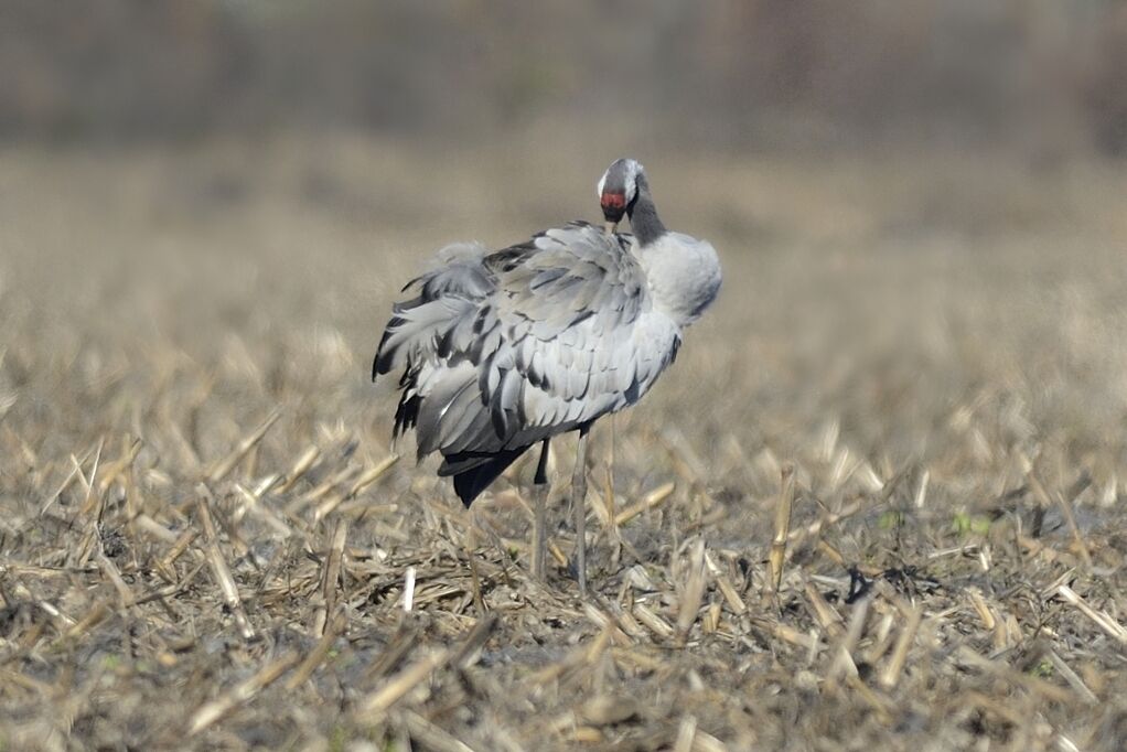 Common Craneadult, care