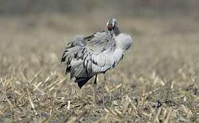 Common Crane