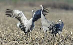 Common Crane