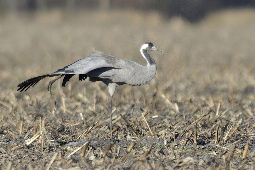 Common Craneadult, care