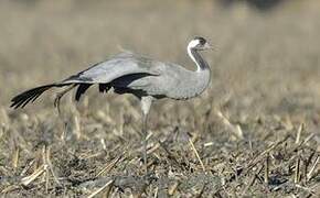 Common Crane