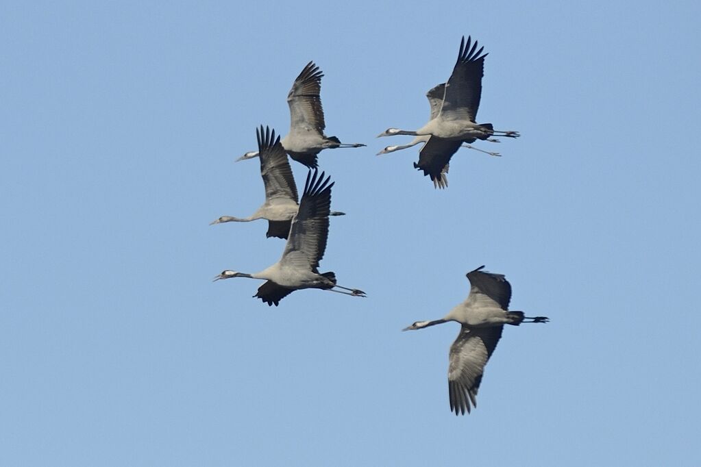 Common Crane, Flight