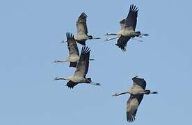 Common Crane