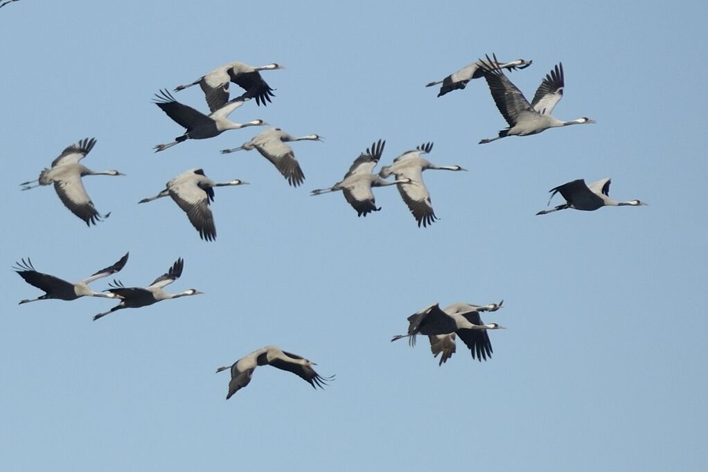 Common Craneadult post breeding, Flight