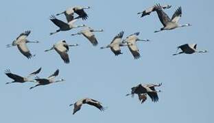 Common Crane