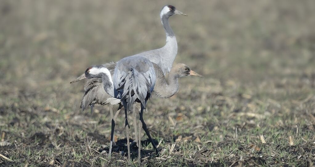 Common Crane