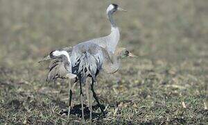 Common Crane