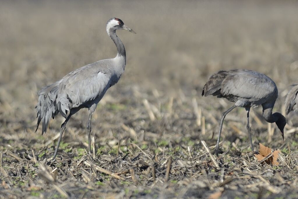 Common Crane, eats