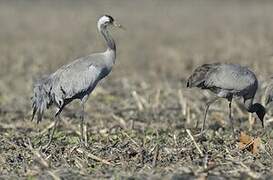 Common Crane