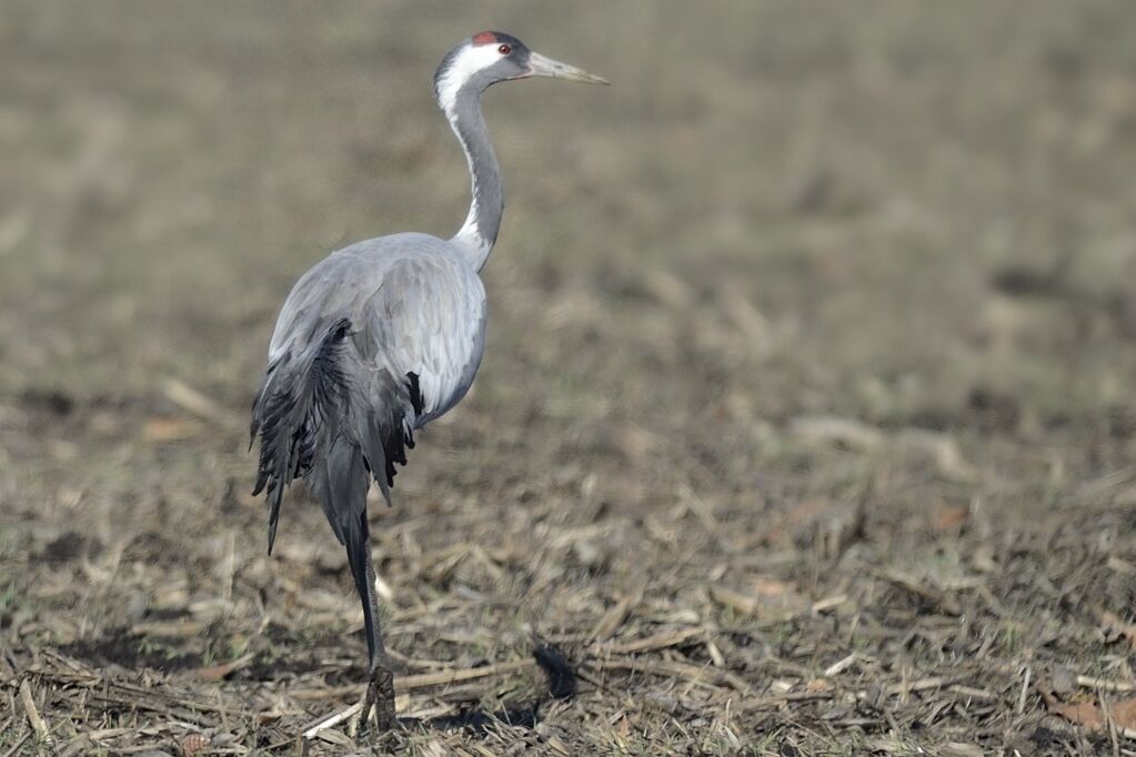 Common Craneadult, habitat