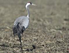 Common Crane