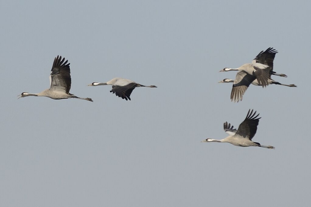 Common Craneadult, Flight